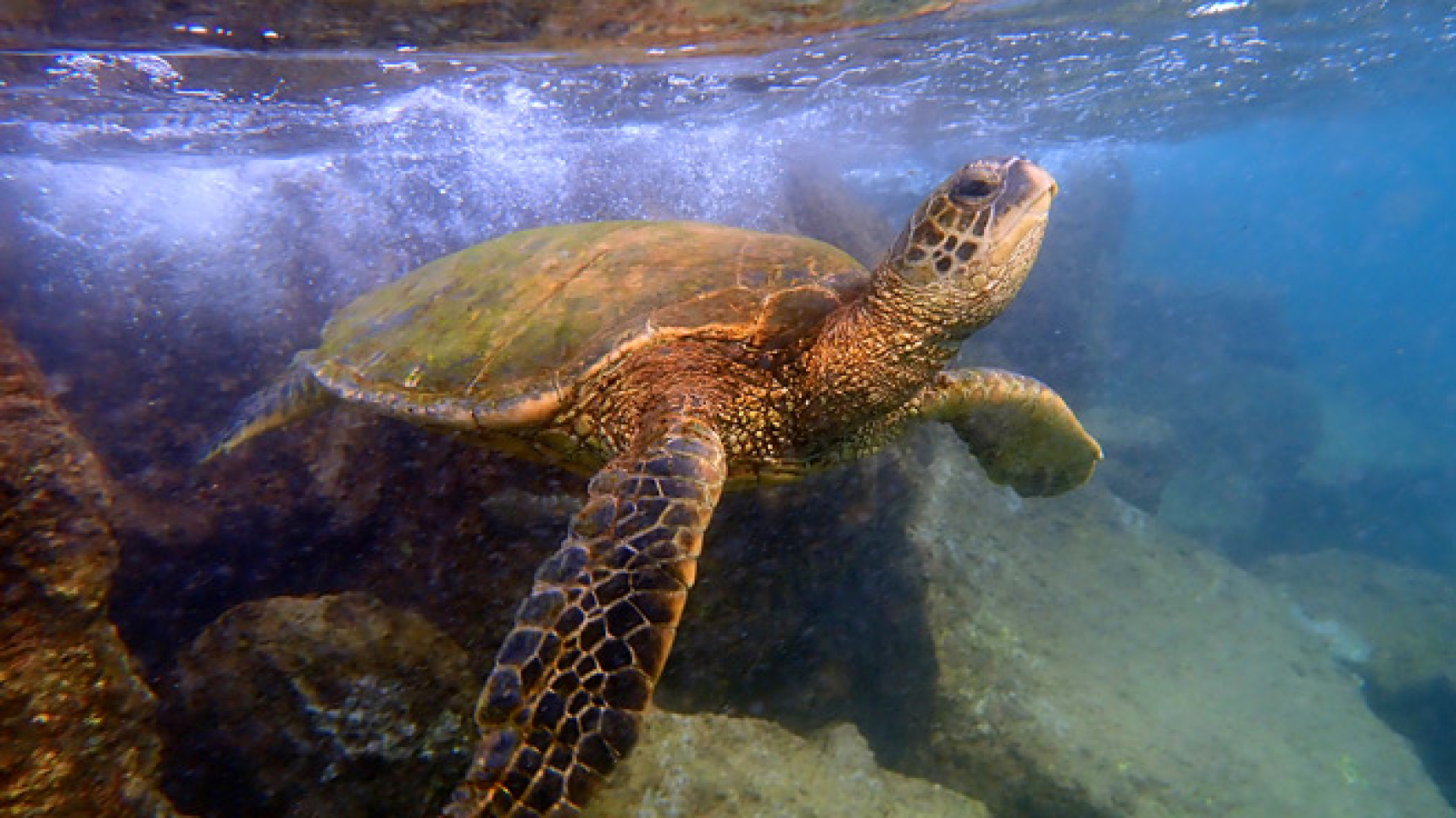 Green Sea Turtle by Michael Watkins