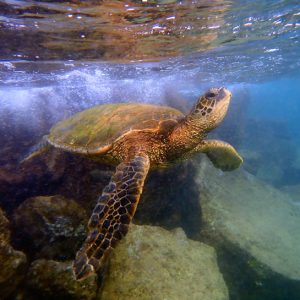 Green Sea Turtle by Michael Watkins