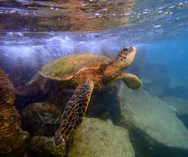 Green Sea Turtle by Michael Watkins